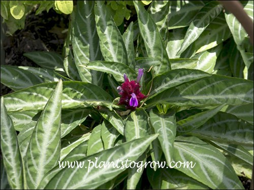 Brazilian Fireworks (Porphyrocoma pohliana)